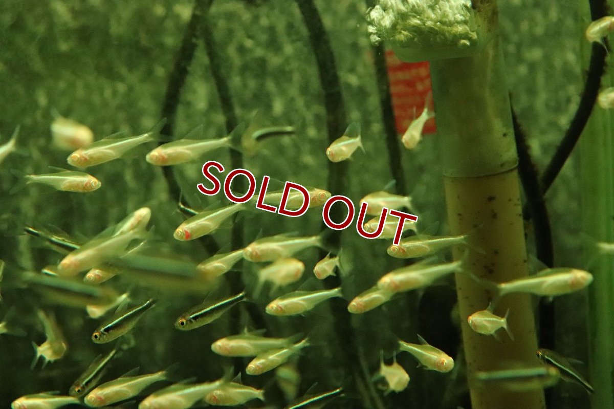 画像2: 【淡水魚】【通販】アルビノブラックネオンテトラ【1匹 サンプル画像】（小型カラシン）（生体）（熱帯魚）NK (2)