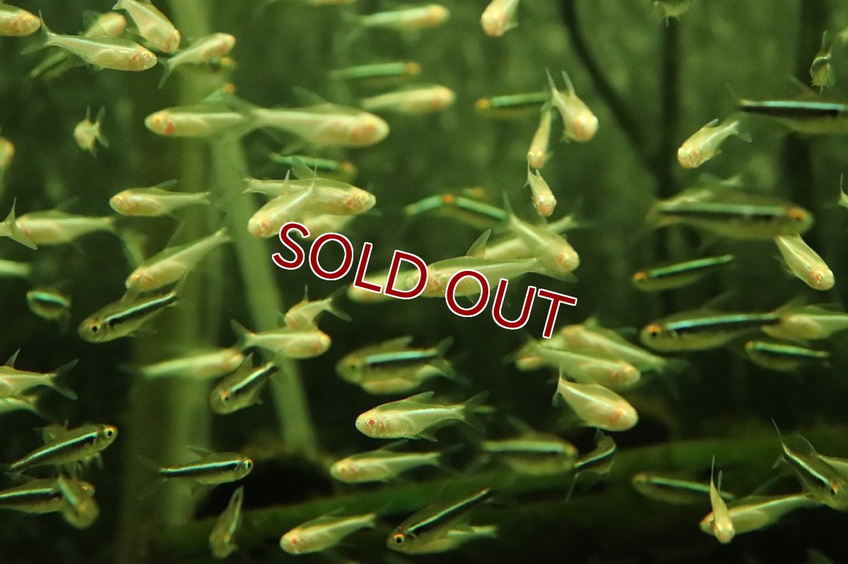 画像3: 【淡水魚】【通販】アルビノブラックネオンテトラ【1匹 サンプル画像】（小型カラシン）（生体）（熱帯魚）NK (3)