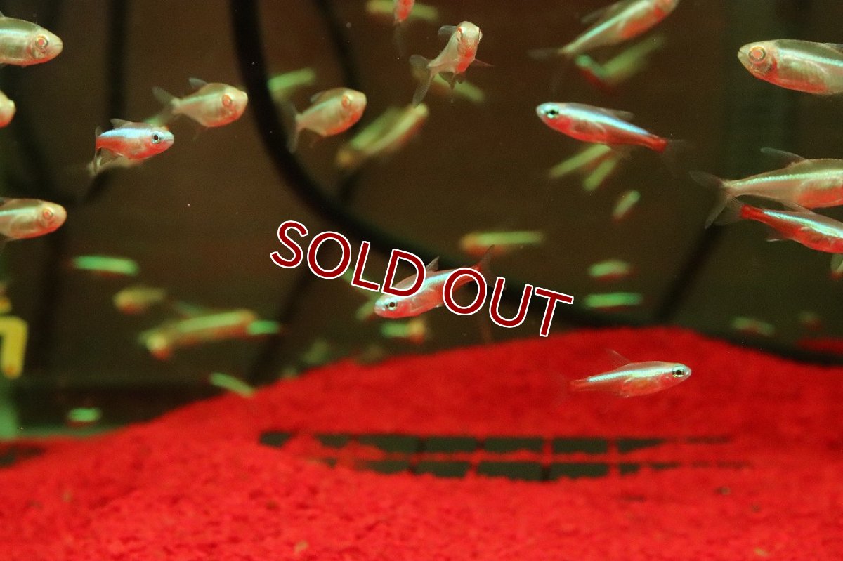 画像2: 【淡水魚】【通販】アルビノカージナルテトラ【３匹 サンプル画像】(カラシン)(生体)(熱帯魚)NK (2)