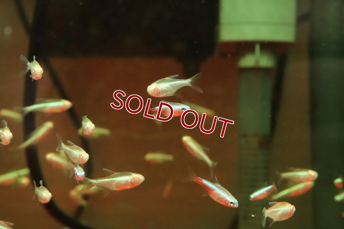 画像3: 【淡水魚】【通販】アルビノカージナルテトラ【３匹 サンプル画像】(カラシン)(生体)(熱帯魚)NK (3)