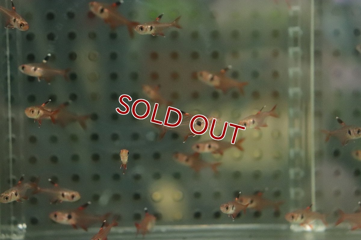 画像2: 【淡水魚】【通販】特価 レッドファントムルブラ【１匹 サンプル画像】(カラシン)(生体)(熱帯魚)NK (2)