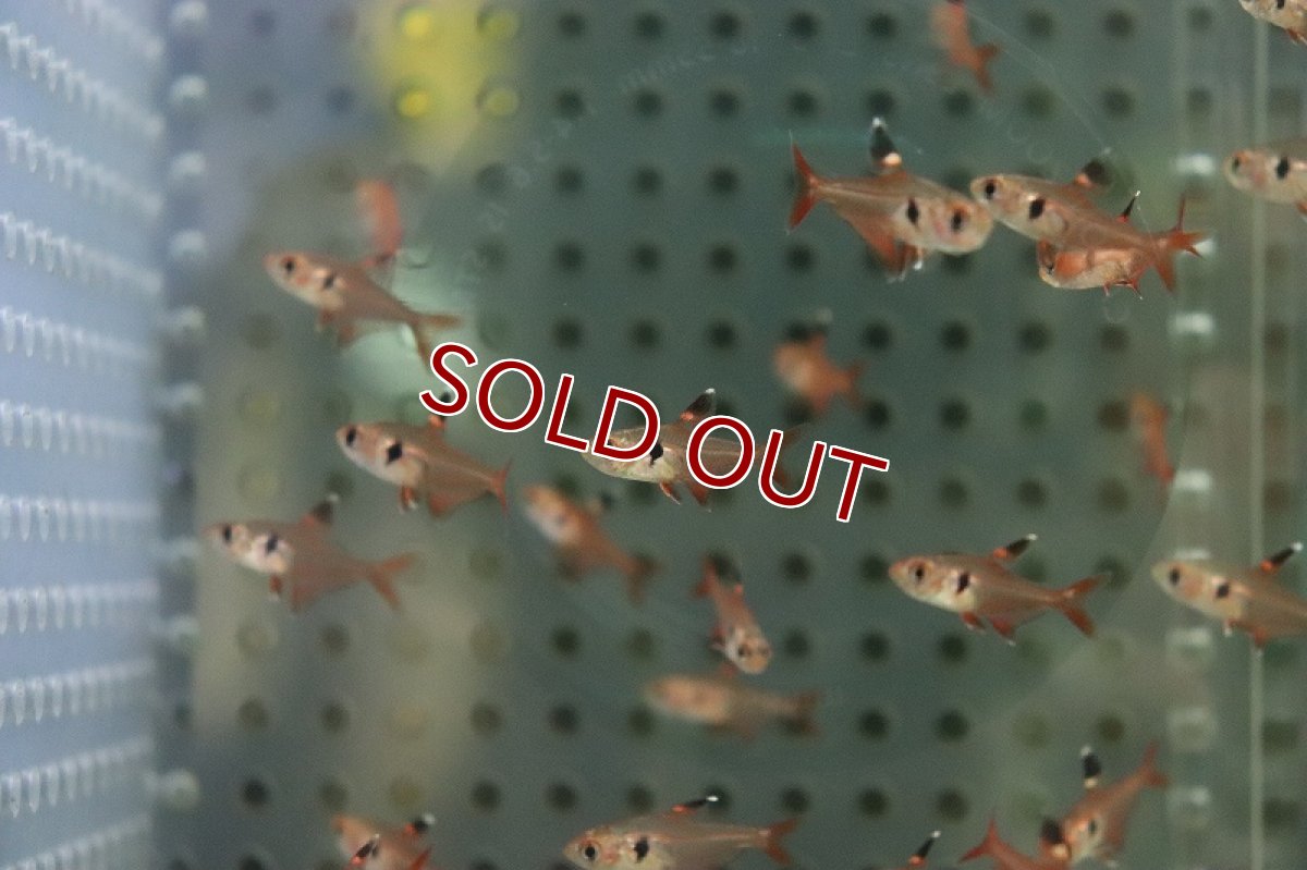 画像3: 【淡水魚】【通販】特価 レッドファントムルブラ【１匹 サンプル画像】(カラシン)(生体)(熱帯魚)NK (3)