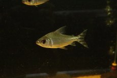 画像1: 【淡水魚】【通販】大きめ シルバープロキロダス ワイルド【１匹 サンプル画像】(±8-10cm)(大型魚)(生体)(熱帯魚)NKO (1)