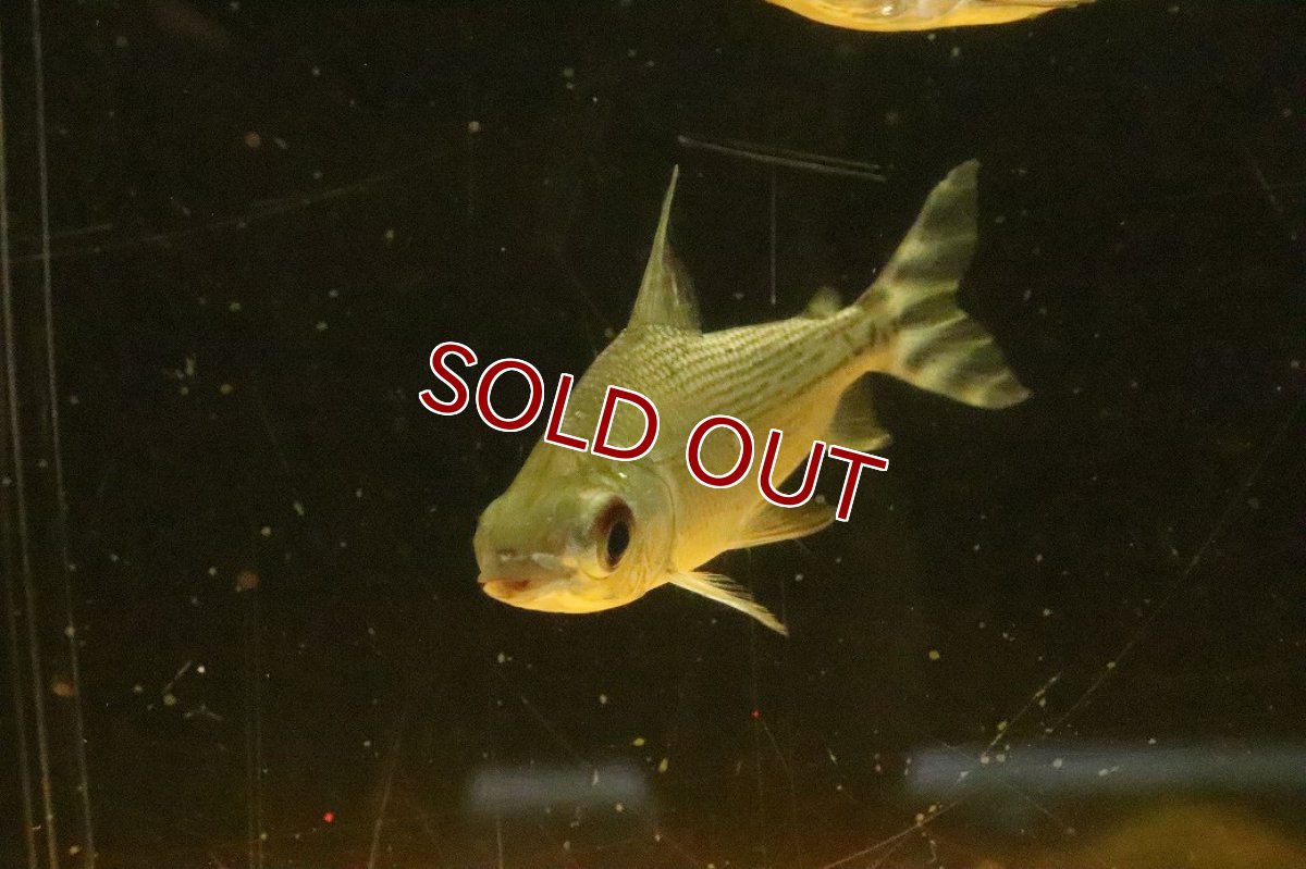 画像2: 【淡水魚】【通販】大きめ シルバープロキロダス ワイルド【１匹 サンプル画像】(±8-10cm)(大型魚)(生体)(熱帯魚)NKO (2)