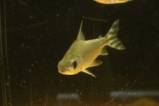画像2: 【淡水魚】【通販】大きめ シルバープロキロダス ワイルド【１匹 サンプル画像】(±8-10cm)(大型魚)(生体)(熱帯魚)NKO (2)