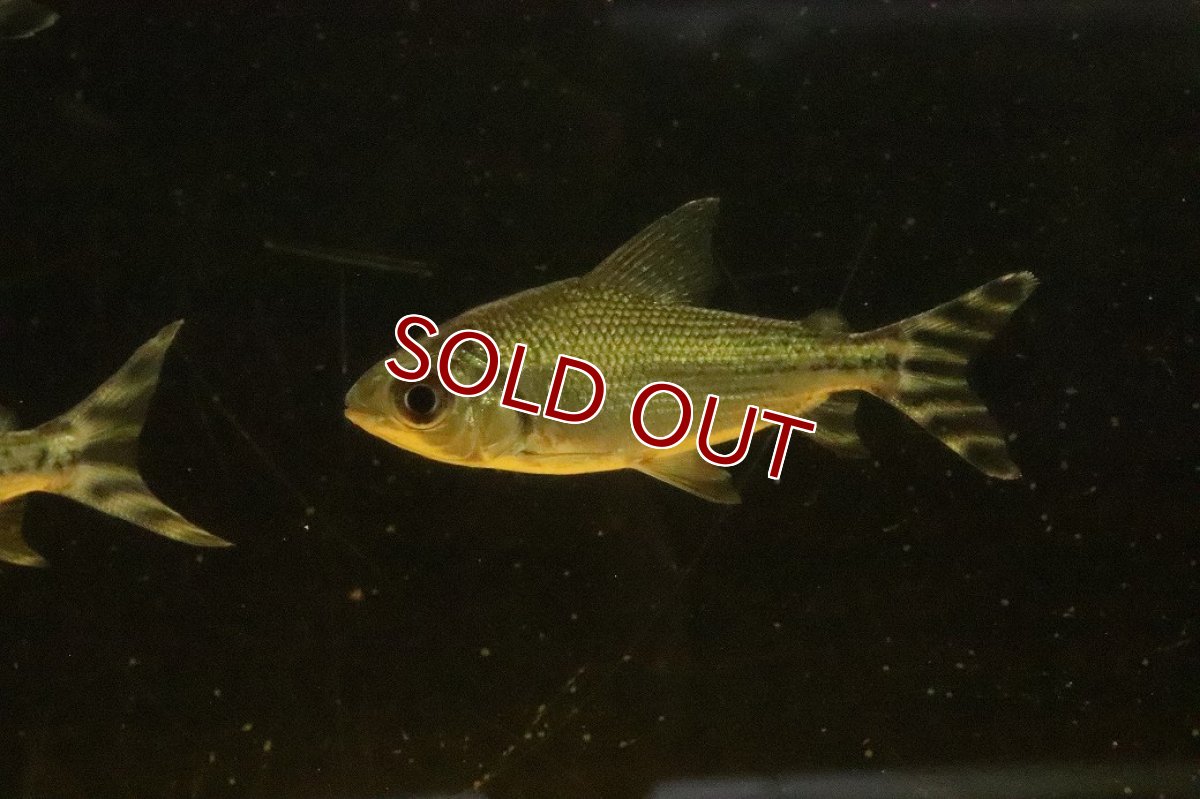 画像3: 【淡水魚】【通販】大きめ シルバープロキロダス ワイルド【１匹 サンプル画像】(±8-10cm)(大型魚)(生体)(熱帯魚)NKO (3)