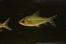 画像3: 【淡水魚】【通販】大きめ シルバープロキロダス ワイルド【１匹 サンプル画像】(±8-10cm)(大型魚)(生体)(熱帯魚)NKO (3)