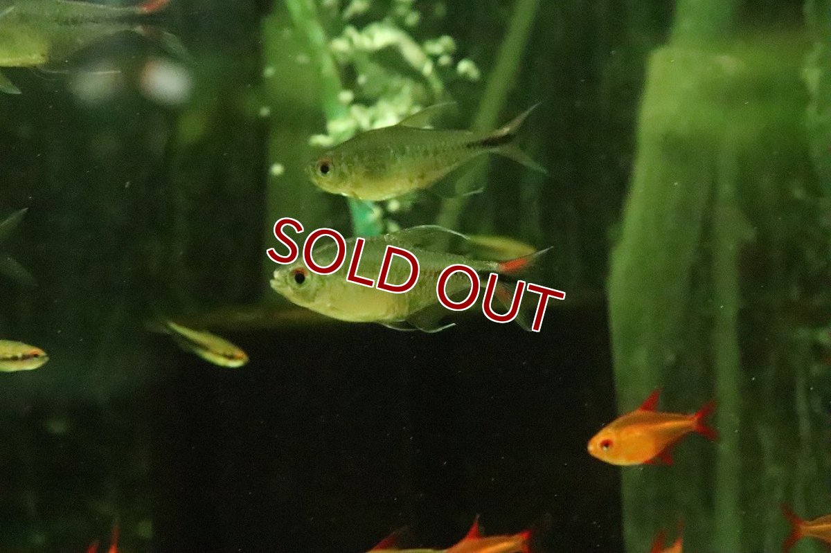 画像1: 【淡水魚】【通販】Lサイズ ヘミグラムス フィラメントトーサス【１匹 サンプル画像】(生体)(熱帯魚)NK (1)