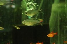 画像1: 【淡水魚】【通販】Lサイズ ヘミグラムス フィラメントトーサス【１匹 サンプル画像】(生体)(熱帯魚)NK (1)