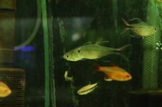 画像3: 【淡水魚】【通販】Lサイズ ヘミグラムス フィラメントトーサス【１匹 サンプル画像】(生体)(熱帯魚)NK (3)