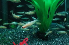 画像1: 【淡水魚】【通販】新着 ブリリアント ゴールデンラミーノーズテトラ【3匹 サンプル画像】(小型カラシン)(生体)(熱帯魚)NK (1)