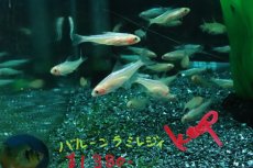 画像2: 【淡水魚】【通販】新着 ブリリアント ゴールデンラミーノーズテトラ【3匹 サンプル画像】(小型カラシン)(生体)(熱帯魚)NK (2)