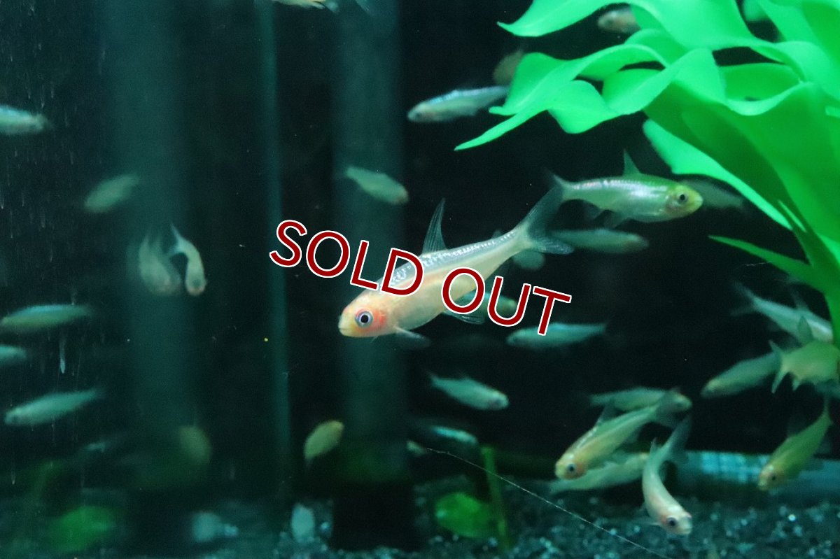 画像3: 【淡水魚】【通販】新着 ブリリアント ゴールデンラミーノーズテトラ【3匹 サンプル画像】(小型カラシン)(生体)(熱帯魚)NK (3)