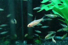 画像3: 【淡水魚】【通販】新着 ブリリアント ゴールデンラミーノーズテトラ【3匹 サンプル画像】(小型カラシン)(生体)(熱帯魚)NK (3)
