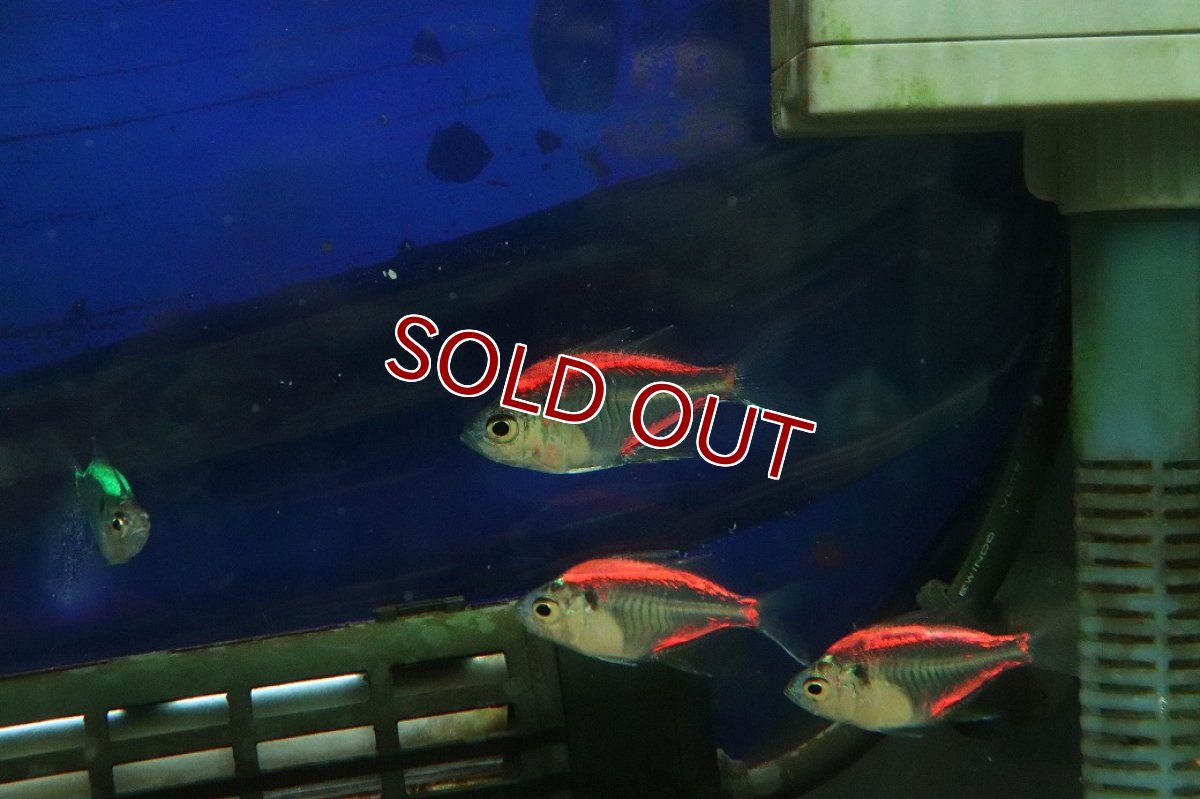 画像1: 【淡水魚】【通販】カラーラージグラスフィッシュ【1匹 サンプル画像】(小型カラシン)(生体)(熱帯魚)NK (1)