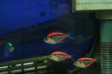 画像1: 【ウィンターセール 10％OFF対象商品】【淡水魚】【通販】カラーラージグラスフィッシュ【1匹 サンプル画像】(小型カラシン)(生体)(熱帯魚)NK (1)