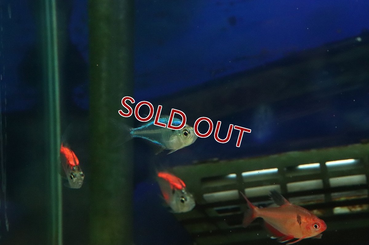 画像2: 【淡水魚】【通販】カラーラージグラスフィッシュ【1匹 サンプル画像】(小型カラシン)(生体)(熱帯魚)NK (2)