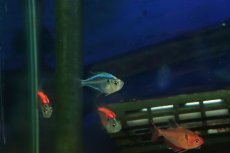 画像2: 【ウィンターセール 10％OFF対象商品】【淡水魚】【通販】カラーラージグラスフィッシュ【1匹 サンプル画像】(小型カラシン)(生体)(熱帯魚)NK (2)