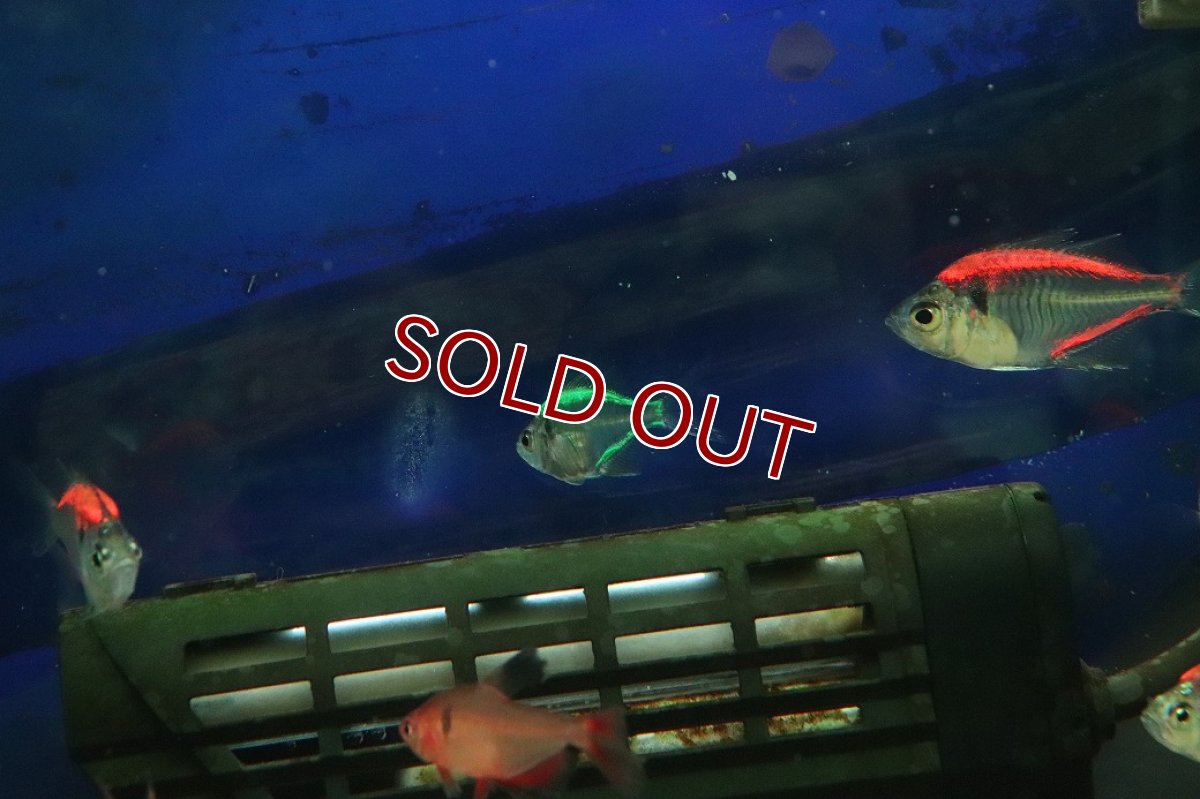 画像3: 【淡水魚】【通販】カラーラージグラスフィッシュ【1匹 サンプル画像】(小型カラシン)(生体)(熱帯魚)NK (3)