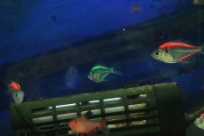 画像3: 【ウィンターセール 10％OFF対象商品】【淡水魚】【通販】カラーラージグラスフィッシュ【1匹 サンプル画像】(小型カラシン)(生体)(熱帯魚)NK (3)