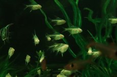 画像1: 【ウィンターセール 10％OFF対象商品】【淡水魚】【通販】初入荷 バルーン アルビノレモンテトラ【3匹 サンプル画像】(小型カラシン)(生体)(熱帯魚)NK (1)