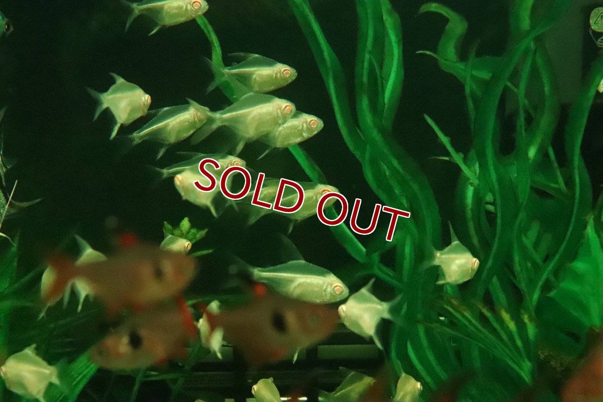 画像2: 【淡水魚】【通販】初入荷 バルーン アルビノレモンテトラ【3匹 サンプル画像】(小型カラシン)(生体)(熱帯魚)NK (2)