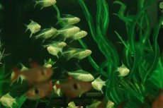 画像2: 【ウィンターセール 10％OFF対象商品】【淡水魚】【通販】初入荷 バルーン アルビノレモンテトラ【3匹 サンプル画像】(小型カラシン)(生体)(熱帯魚)NK (2)