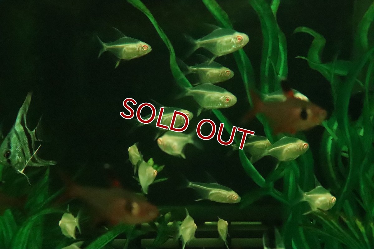 画像3: 【淡水魚】【通販】初入荷 バルーン アルビノレモンテトラ【3匹 サンプル画像】(小型カラシン)(生体)(熱帯魚)NK (3)