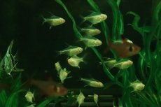 画像3: 【ウィンターセール 10％OFF対象商品】【淡水魚】【通販】初入荷 バルーン アルビノレモンテトラ【3匹 サンプル画像】(小型カラシン)(生体)(熱帯魚)NK (3)