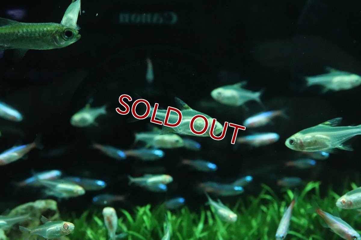 画像1: 【10%OFF対象商品30周年セール】【淡水魚】【通販】アルビノプリステラ【5匹 サンプル画像】(小型カラシン)(生体)(熱帯魚)NK (1)