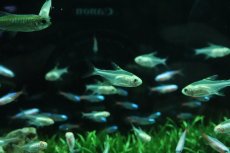 画像1: 【ウィンターセール 10％OFF対象商品】【淡水魚】【通販】アルビノプリステラ【5匹 サンプル画像】(小型カラシン)(生体)(熱帯魚)NK (1)