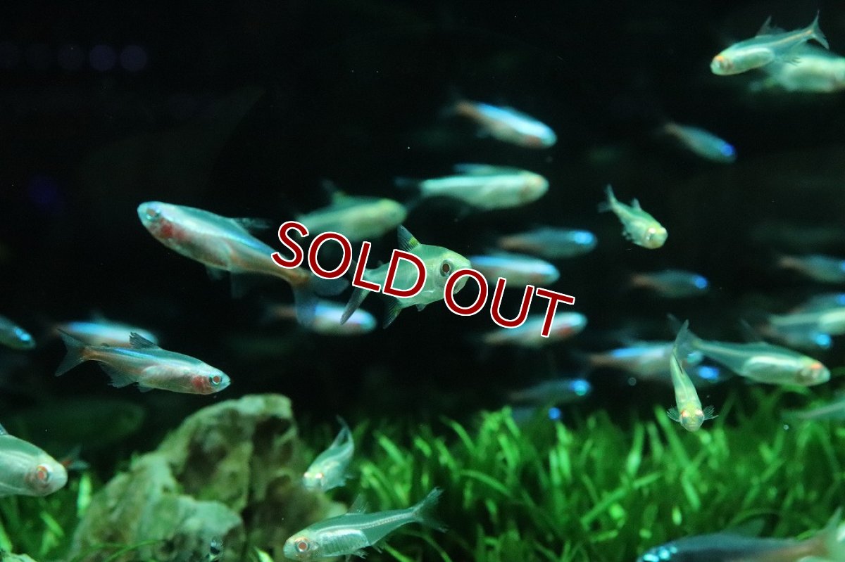 画像2: 【10%OFF対象商品30周年セール】【淡水魚】【通販】アルビノプリステラ【5匹 サンプル画像】(小型カラシン)(生体)(熱帯魚)NK (2)