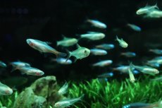 画像2: 【ウィンターセール 10％OFF対象商品】【淡水魚】【通販】アルビノプリステラ【5匹 サンプル画像】(小型カラシン)(生体)(熱帯魚)NK (2)