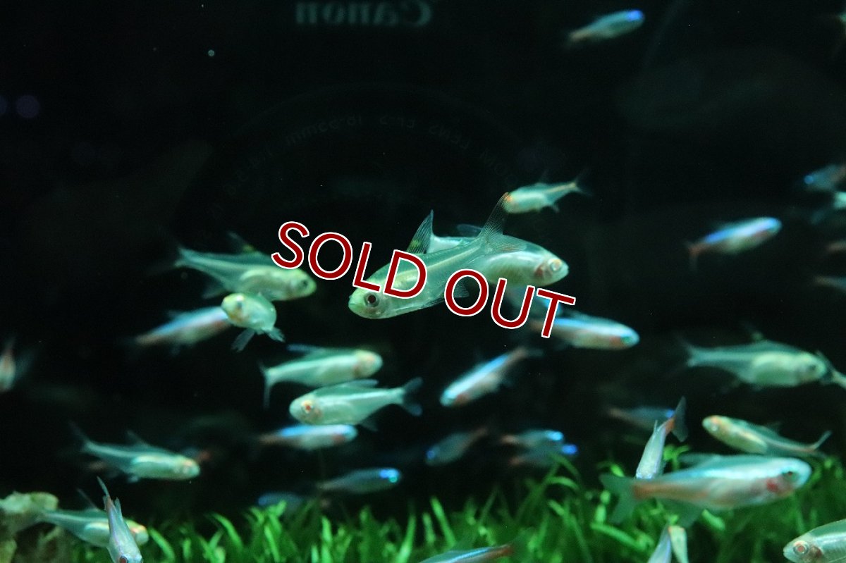 画像3: 【10%OFF対象商品30周年セール】【淡水魚】【通販】アルビノプリステラ【5匹 サンプル画像】(小型カラシン)(生体)(熱帯魚)NK (3)