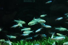 画像3: 【ウィンターセール 10％OFF対象商品】【淡水魚】【通販】アルビノプリステラ【5匹 サンプル画像】(小型カラシン)(生体)(熱帯魚)NK (3)