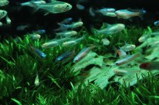 画像1: 【ウィンターセール 10％OFF対象商品】【淡水魚】【通販】アルビノネオンテトラ【3匹 サンプル画像】(小型カラシン)(生体)(熱帯魚)NK (1)