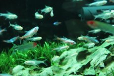 画像2: 【ウィンターセール 10％OFF対象商品】【淡水魚】【通販】アルビノネオンテトラ【3匹 サンプル画像】(小型カラシン)(生体)(熱帯魚)NK (2)