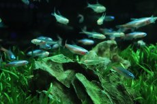 画像3: 【ウィンターセール 10％OFF対象商品】【淡水魚】【通販】アルビノネオンテトラ【3匹 サンプル画像】(小型カラシン)(生体)(熱帯魚)NK (3)