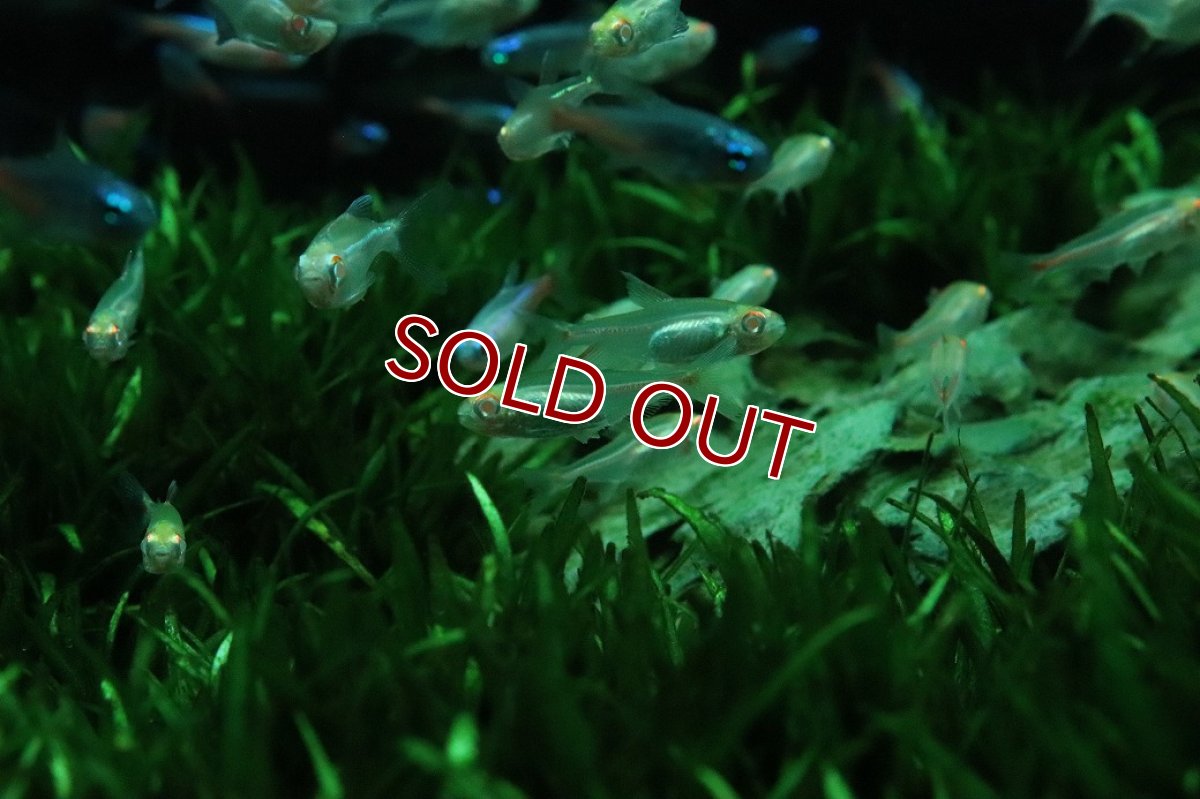 画像1: 【淡水魚】【通販】アルビノ グローライトテトラ【5匹 サンプル画像】(小型カラシン)(生体)(熱帯魚)NK (1)