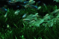 画像1: 【ウィンターセール 10％OFF対象商品】【淡水魚】【通販】アルビノ グローライトテトラ【5匹 サンプル画像】(小型カラシン)(生体)(熱帯魚)NK (1)