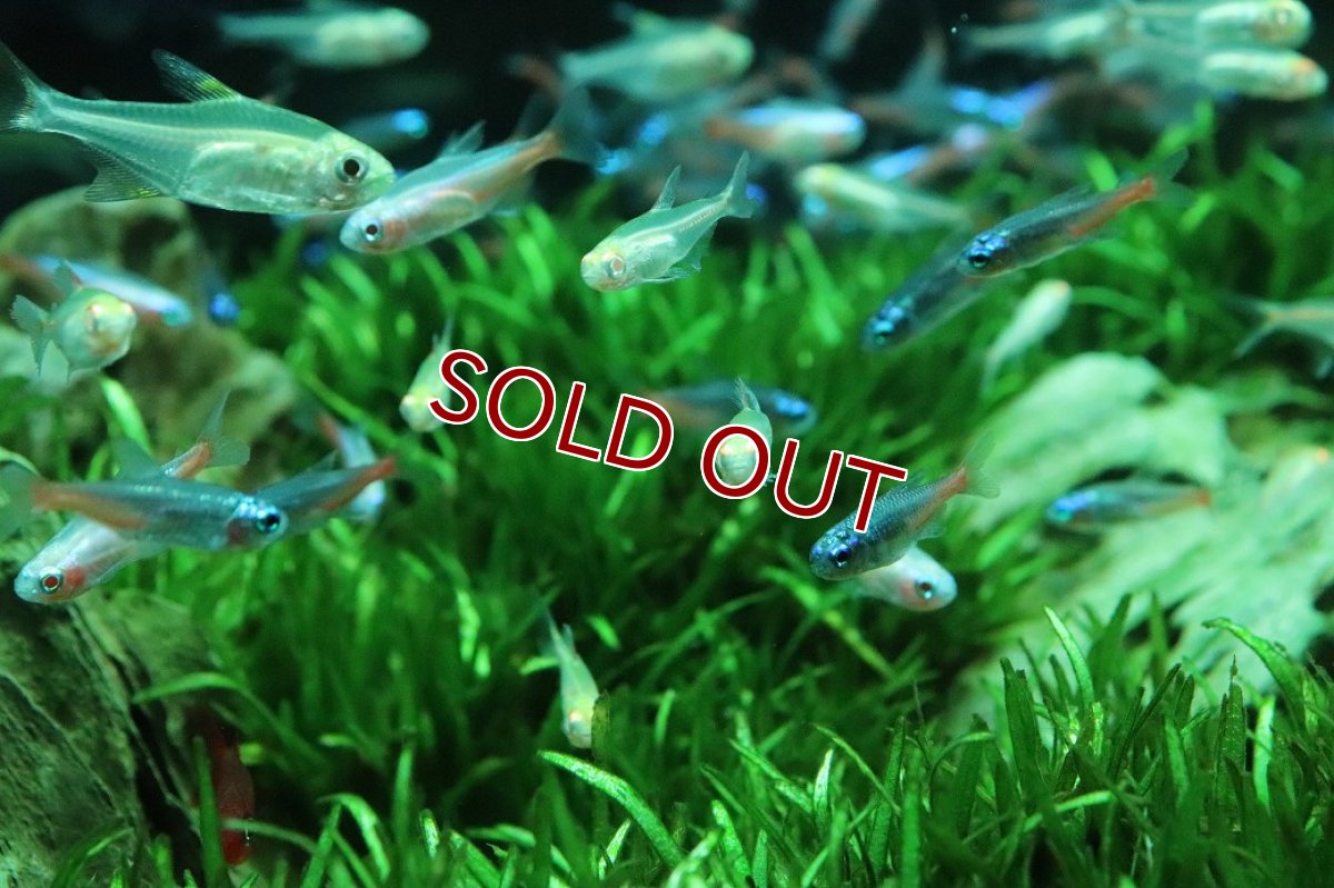 画像2: 【淡水魚】【通販】アルビノ グローライトテトラ【5匹 サンプル画像】(小型カラシン)(生体)(熱帯魚)NK (2)