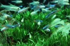 画像2: 【ウィンターセール 10％OFF対象商品】【淡水魚】【通販】アルビノ グローライトテトラ【5匹 サンプル画像】(小型カラシン)(生体)(熱帯魚)NK (2)