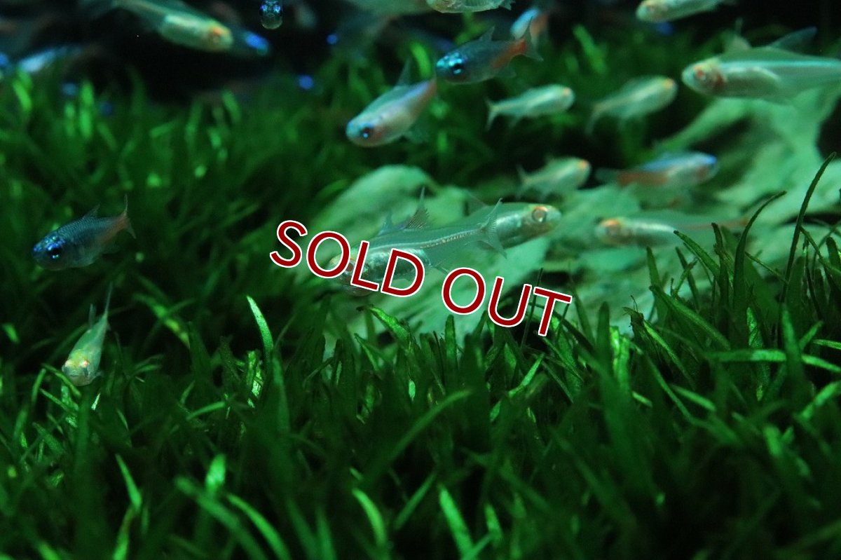 画像3: 【淡水魚】【通販】アルビノ グローライトテトラ【5匹 サンプル画像】(小型カラシン)(生体)(熱帯魚)NK (3)