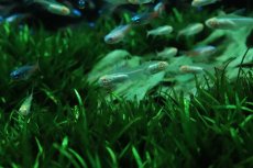 画像3: 【ウィンターセール 10％OFF対象商品】【淡水魚】【通販】アルビノ グローライトテトラ【5匹 サンプル画像】(小型カラシン)(生体)(熱帯魚)NK (3)