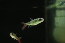 画像1: 【淡水魚】【通販】イエローピンクテールカラシン【１匹 サンプル画像】(大型魚)(生体)(熱帯魚)NKO (1)