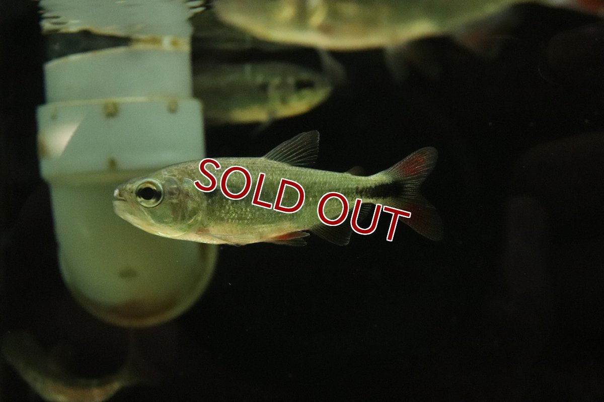 画像1: 【淡水魚】【通販】レッドフィンブリコン【１匹 サンプル画像】(±7cm)(大型魚)(生体)(熱帯魚)NKO (1)