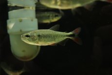 画像1: 【淡水魚】【通販】レッドフィンブリコン【１匹 サンプル画像】(±7cm)(大型魚)(生体)(熱帯魚)NKO (1)