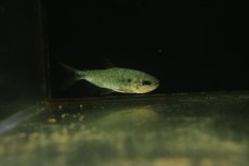 画像2: 【淡水魚】【通販】レッドフィンブリコン【１匹 サンプル画像】(±7cm)(大型魚)(生体)(熱帯魚)NKO (2)