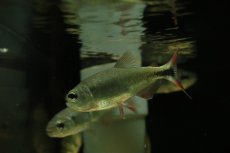 画像3: 【淡水魚】【通販】レッドフィンブリコン【１匹 サンプル画像】(±7cm)(大型魚)(生体)(熱帯魚)NKO (3)