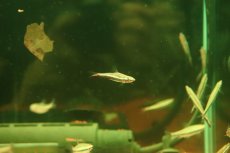 画像1: 【淡水魚】【通販】エクエスペンシルフィッシュ【１匹 サンプル画像】(カラシン)(生体)(熱帯魚)NK (1)